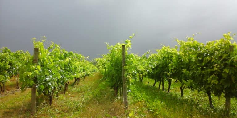 Vignoble du Pineau des Charentes